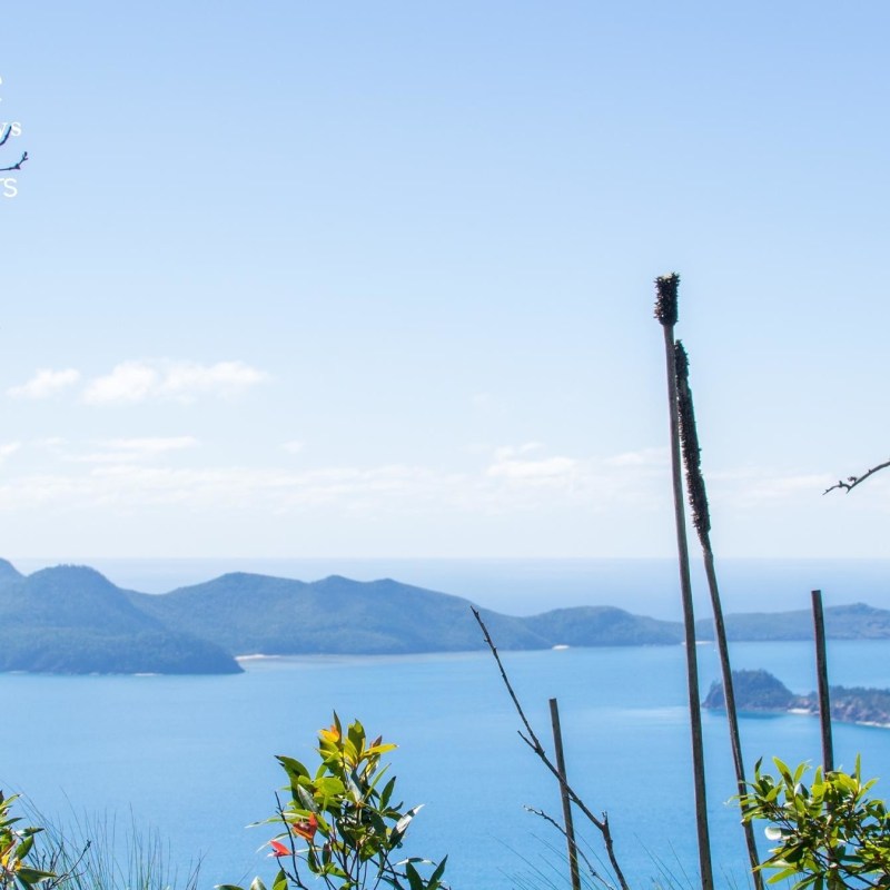 a tree next to a body of water
