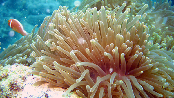 a close up of a coral