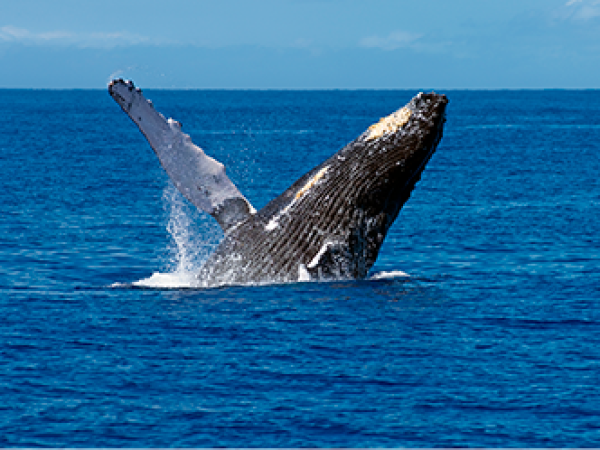 a whale swimming in a body of water
